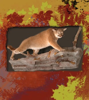 mountain lion