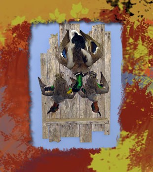 teal and mallard dead mount