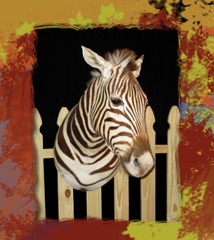 zebra