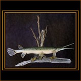 Alligator Gar