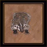 Badger