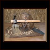 Beaver Knawing on Axe