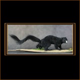 Black Squirrel