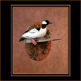 Duck on Driftwood