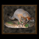 Fox With Rattlesnake