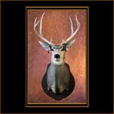 Mule Deer In Velvet 2