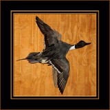 Pintail