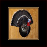 Turkey Shoulder Mount