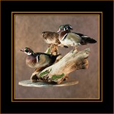 Wood Ducks