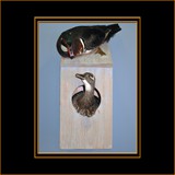 Wood Ducks on Box