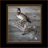 Wood Ducks on Driftwood